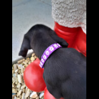 Dachshund (Standard &amp; Miniature) - Both