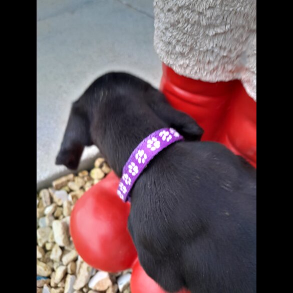 Dachshund (Standard &amp; Miniature) - Both