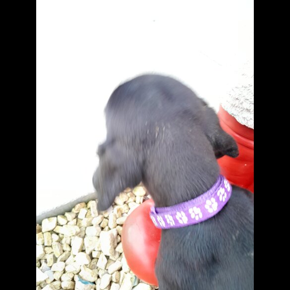 Dachshund (Standard &amp; Miniature) - Both