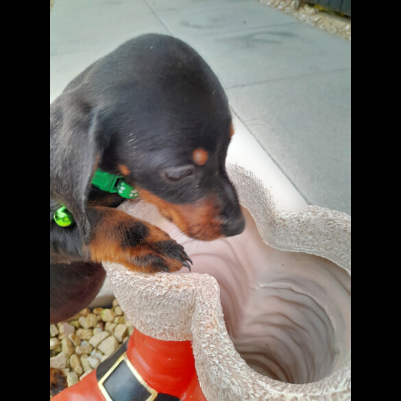 Dachshund (Standard &amp; Miniature) - Both