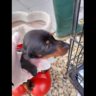 Dachshund (Standard &amp; Miniature) - Both