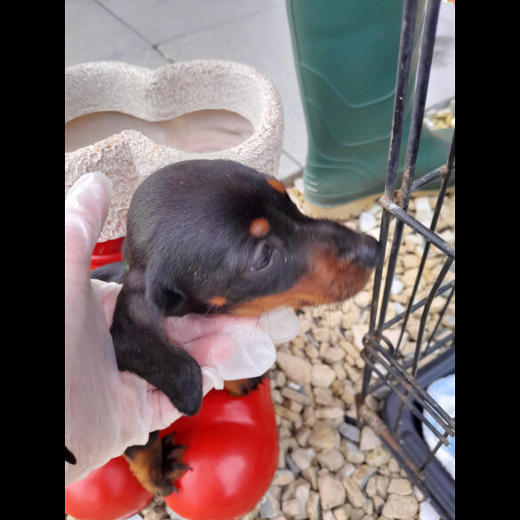 Dachshund (Standard &amp; Miniature) - Both