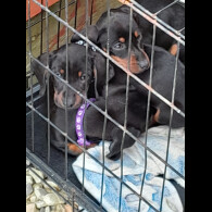 Dachshund (Standard &amp; Miniature) - Both