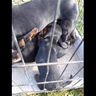 Dachshund (Standard &amp; Miniature) - Both