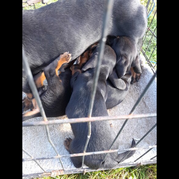 Dachshund (Standard &amp; Miniature) - Both