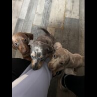Dachshund (Standard &amp; Miniature) - Both