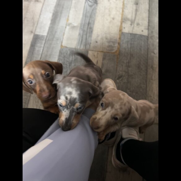 Dachshund (Standard &amp; Miniature) - Both