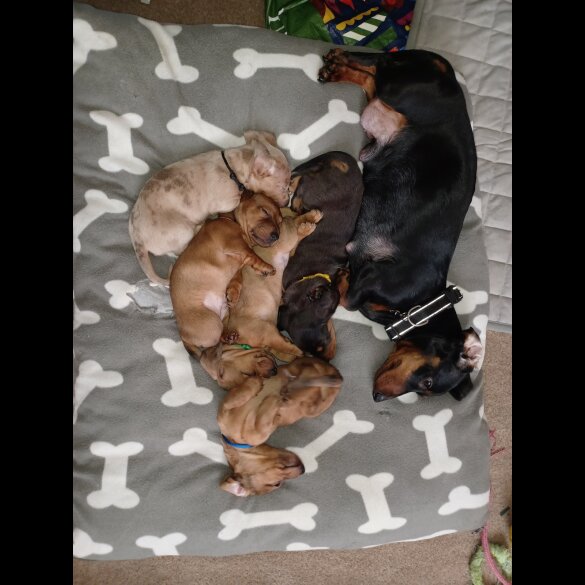 Dachshund (Standard &amp; Miniature) - Both