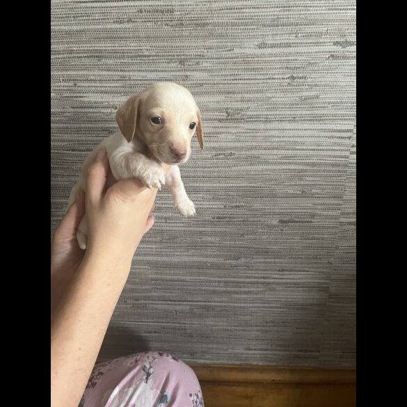 Dachshund (Standard &amp; Miniature) - Both