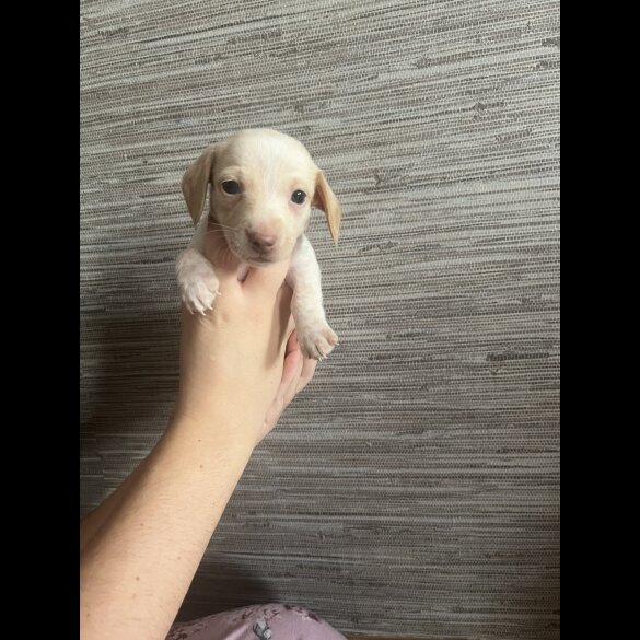 Dachshund (Standard &amp; Miniature) - Both