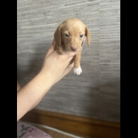 Dachshund (Standard &amp; Miniature) - Both