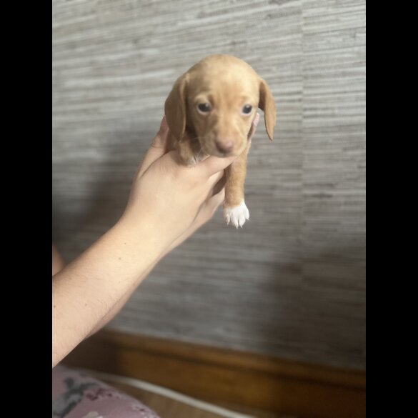 Dachshund (Standard &amp; Miniature) - Both