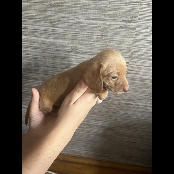 Dachshund (Standard &amp; Miniature) - Both