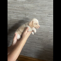 Dachshund (Standard &amp; Miniature) - Both