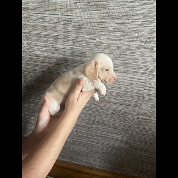 Dachshund (Standard &amp; Miniature) - Both