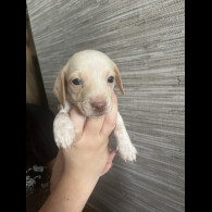 Dachshund (Standard &amp; Miniature) - Both
