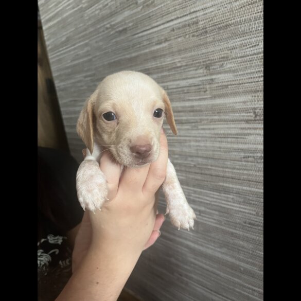 Dachshund (Standard &amp; Miniature) - Both
