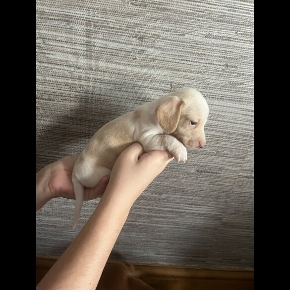 Dachshund (Standard &amp; Miniature) - Both
