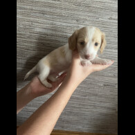 Dachshund (Standard &amp; Miniature) - Both