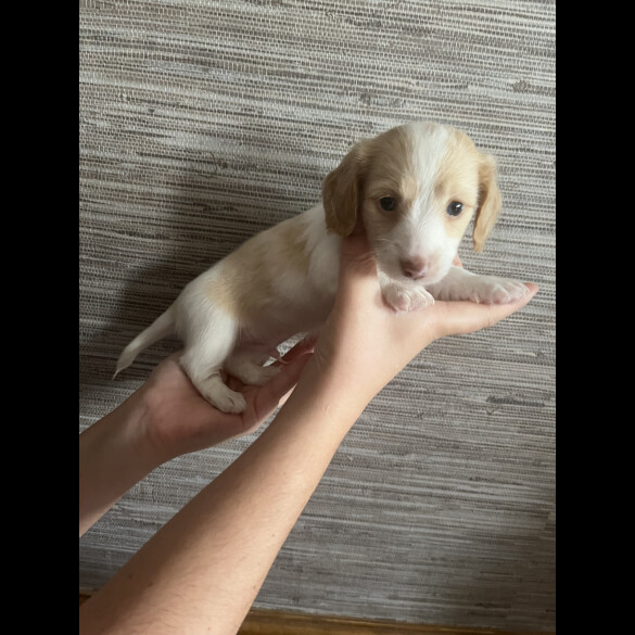 Dachshund (Standard &amp; Miniature) - Both