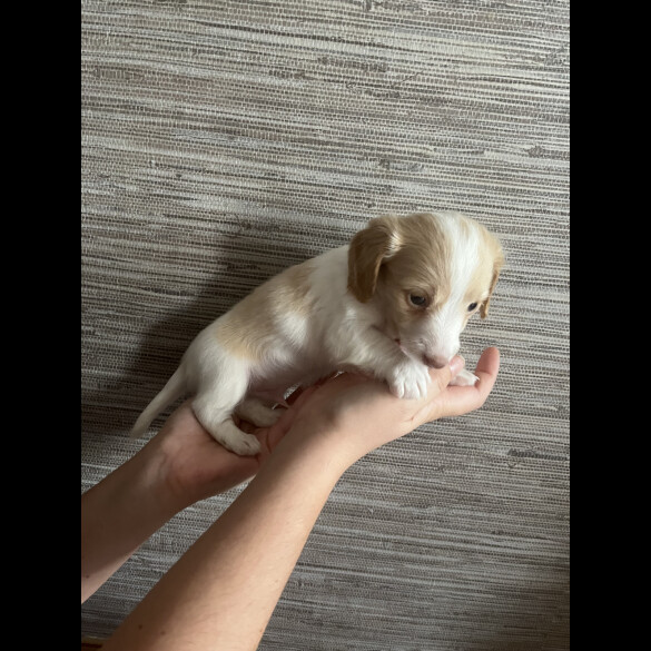Dachshund (Standard &amp; Miniature) - Both