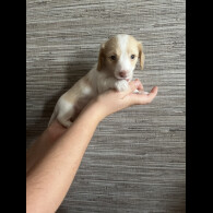 Dachshund (Standard &amp; Miniature) - Both