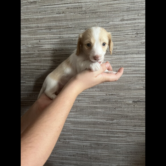 Dachshund (Standard &amp; Miniature) - Both