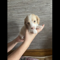 Dachshund (Standard &amp; Miniature) - Both