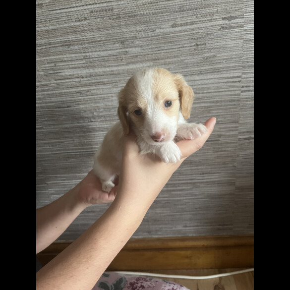 Dachshund (Standard &amp; Miniature) - Both
