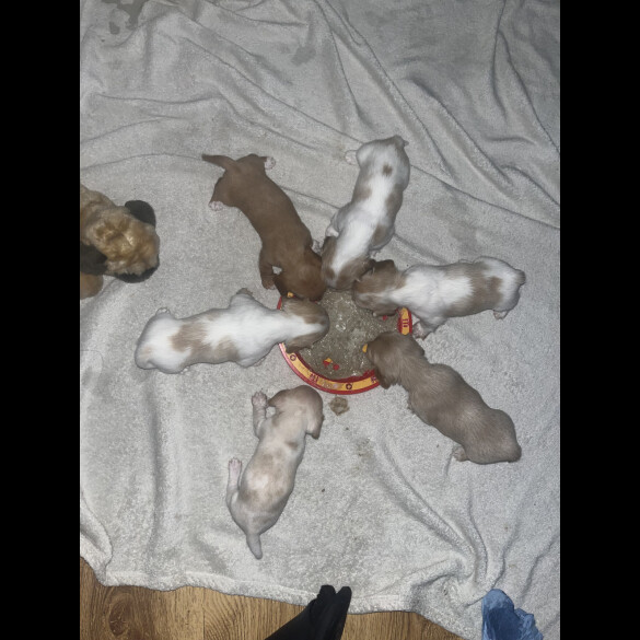 Dachshund (Standard &amp; Miniature) - Both
