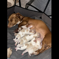 Dachshund (Standard &amp; Miniature) - Both