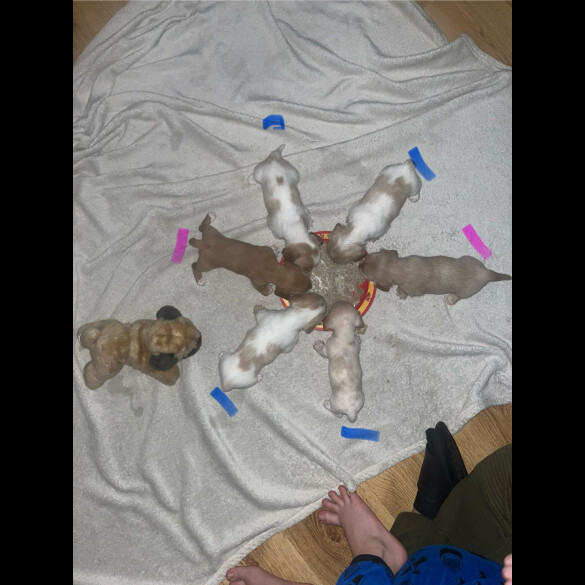 Dachshund (Standard &amp; Miniature) - Both