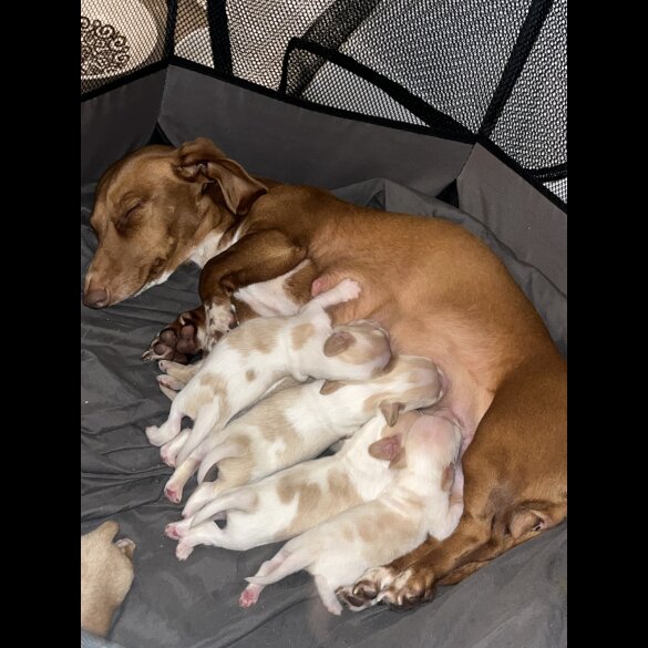 Dachshund (Standard &amp; Miniature) - Both