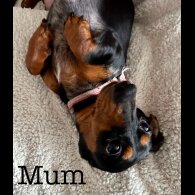 Dachshund (Standard &amp; Miniature) - Both