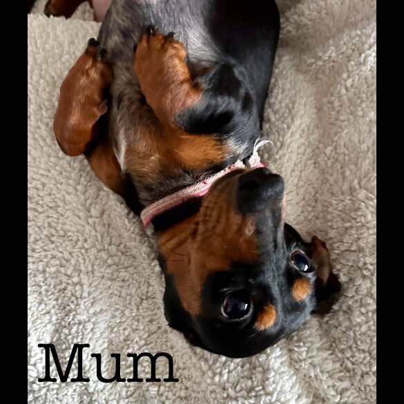 Dachshund (Standard &amp; Miniature) - Both