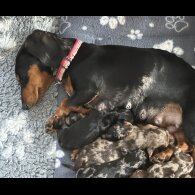 Dachshund (Standard &amp; Miniature) - Both