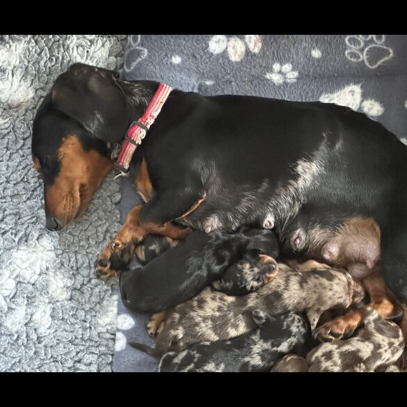 Dachshund (Standard &amp; Miniature) - Both