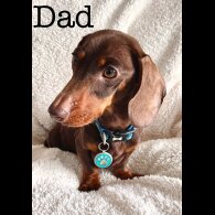 Dachshund (Standard &amp; Miniature) - Both