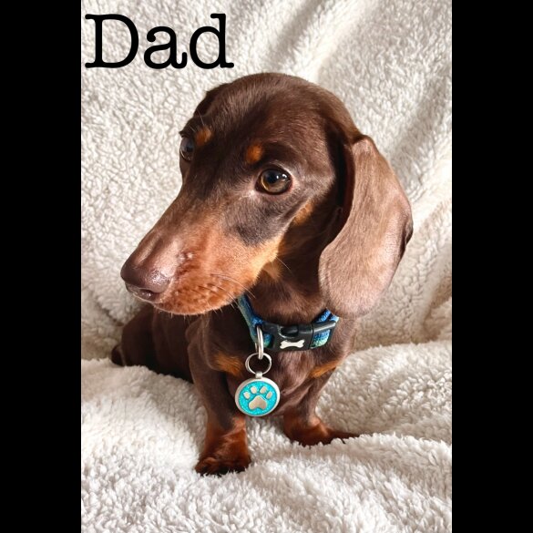 Dachshund (Standard &amp; Miniature) - Both