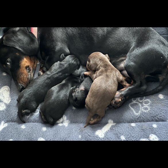 Dachshund (Standard &amp; Miniature) - Both