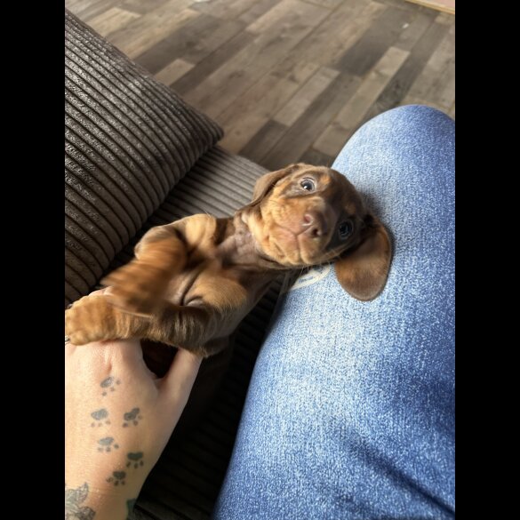 Dachshund (Standard &amp; Miniature) - Both