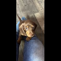 Dachshund (Standard &amp; Miniature) - Both