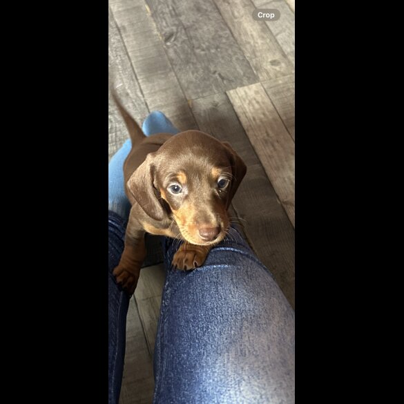Dachshund (Standard &amp; Miniature) - Both