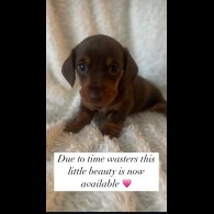 Dachshund (Standard &amp; Miniature) - Both