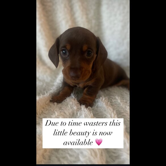 Dachshund (Standard &amp; Miniature) - Both