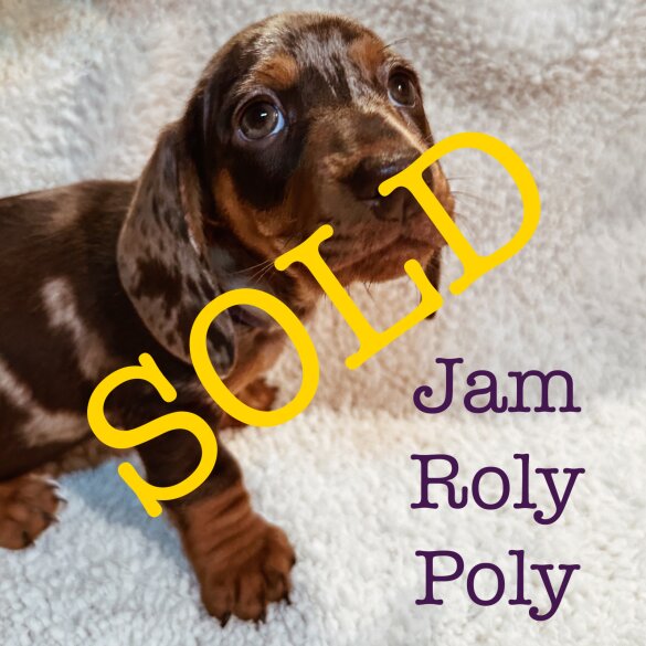 Dachshund (Standard &amp; Miniature) - Both