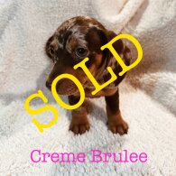 Dachshund (Standard &amp; Miniature) - Both
