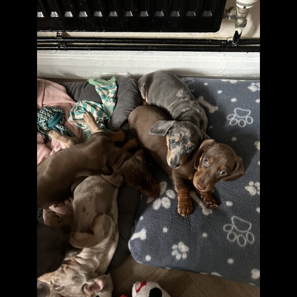 Dachshund (Standard &amp; Miniature) - Both