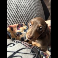 Dachshund (Standard &amp; Miniature) - Both
