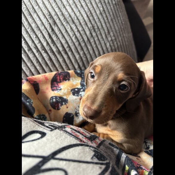 Dachshund (Standard &amp; Miniature) - Both
